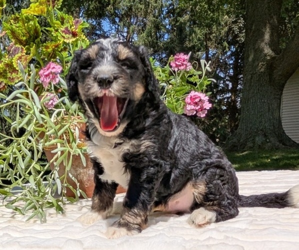 Medium Photo #46 Miniature Bernedoodle Puppy For Sale in GOSHEN, IN, USA