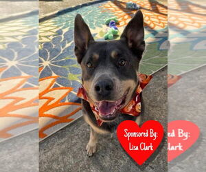 Aria - Female Mutt Dog for Adoption - Photo #4