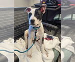 Small #34 American Pit Bull Terrier
