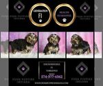 Small Photo #50 Yorkipoo Puppy For Sale in WARSAW, IN, USA