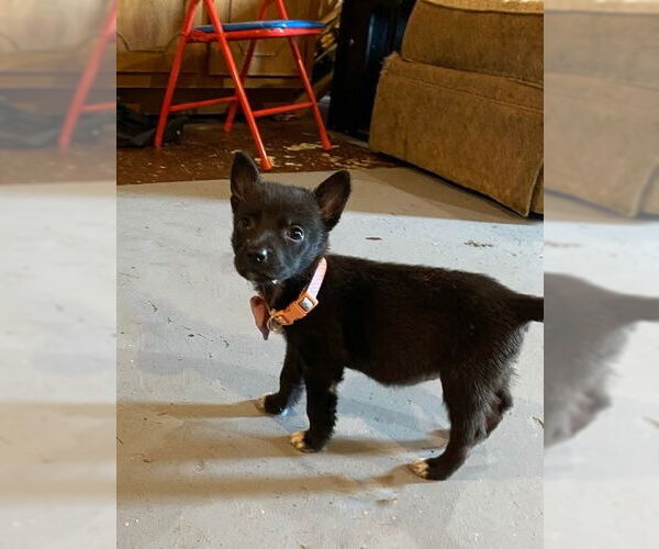 Medium Photo #3 Chiranian Puppy For Sale in Oakhurst, NJ, USA