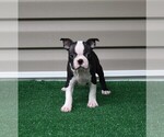 Small Photo #1 Boston Terrier Puppy For Sale in MACON, GA, USA