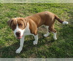 Small #5 Saint Bernard Mix
