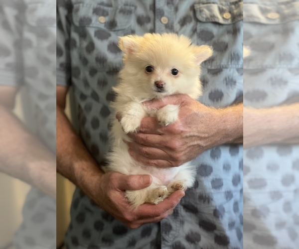 Medium Photo #1 Pomeranian Puppy For Sale in WAKE FOREST, NC, USA