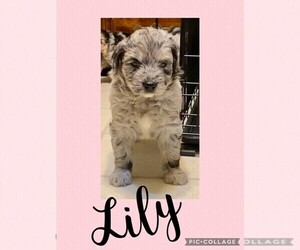 F2 Aussiedoodle Puppy for sale in OLIVE BRANCH, MS, USA