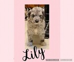 Small Photo #1 F2 Aussiedoodle Puppy For Sale in OLIVE BRANCH, MS, USA