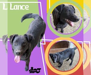 Border Collie-Retriever  Mix Dogs for adoption in Lindsay, CA, USA