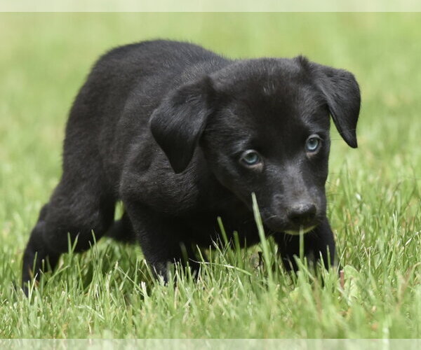 Medium Photo #3 Borador Puppy For Sale in Mechanicsburg, PA, USA