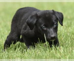 Small #2 Borador