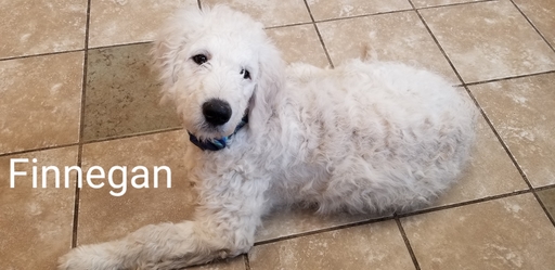 Medium Photo #1 Goldendoodle Puppy For Sale in GRANDVIEW, MO, USA