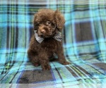 Bentley - Male ShihPoo Puppy for Sale - Photo #8