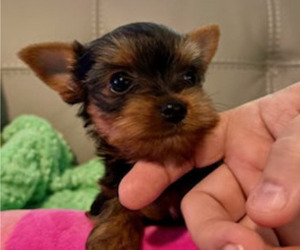Yorkshire Terrier Puppy for Sale in MADEIRA BEACH, Florida USA