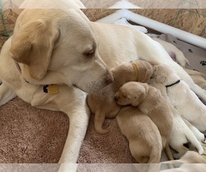 Mother of the Golden Labrador puppies born on 04/18/2021