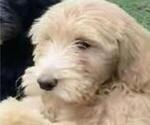 Small Photo #2 Goldendoodle Puppy For Sale in DISPUTANTA, VA, USA