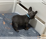 Small #2 French Bulldog