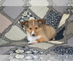 Small #3 Shetland Sheepdog