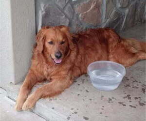 Father of the Golden Retriever puppies born on 09/04/2025