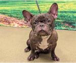 Small French Bulldog Mix