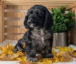Small #7 Cocker Spaniel