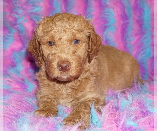 Medium Photo #1 Miniature Labradoodle Puppy For Sale in LA HABRA, CA, USA