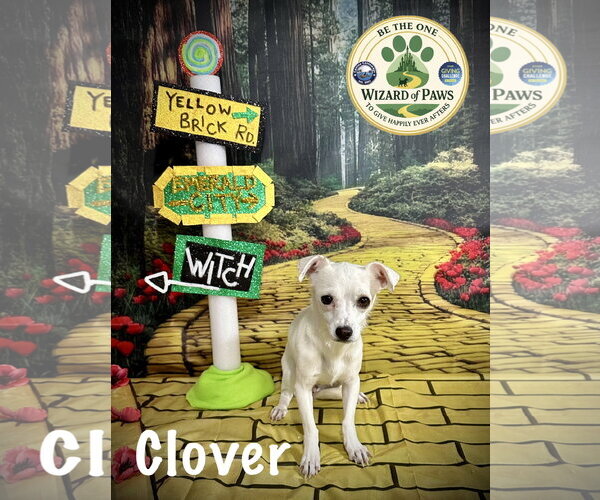 Medium Photo #2 Chihuahua-Unknown Mix Puppy For Sale in Arcadia, FL, USA