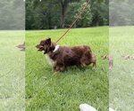 Small #1 Papillon