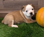 Puppy Esme Aussiedoodle Miniature -French Bulldog Mix