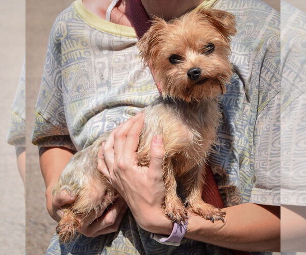 Medium Photo #2 Mutt Puppy For Sale in Huntley, IL, USA