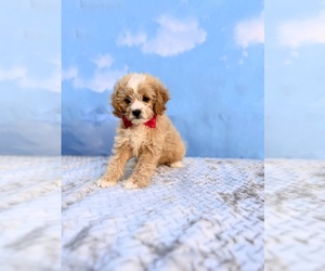 Cavapoo Puppy for sale in APOPKA, FL, USA