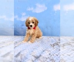 Image preview for Ad Listing. Nickname: Hugo