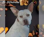 Small #3 Dalmatian Mix