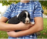 Puppy 5 English Springer Spaniel