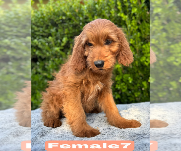 Medium Photo #20 Goldendoodle (Miniature) Puppy For Sale in BAKERSFIELD, CA, USA