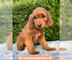 Small #19 Goldendoodle (Miniature)