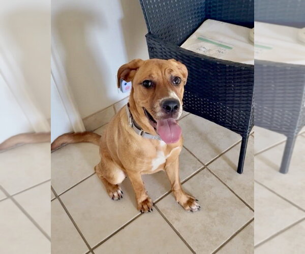 Medium Photo #16 Black Mouth Cur-Labrador Retriever Mix Puppy For Sale in Brewster, NY, USA