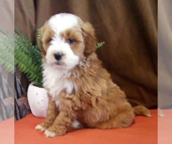 Medium Photo #2 Goldendoodle (Miniature) Puppy For Sale in GORDONVILLE, PA, USA
