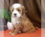 Small #1 Goldendoodle (Miniature)
