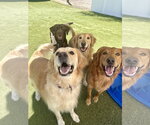 Small #6 Golden Retriever