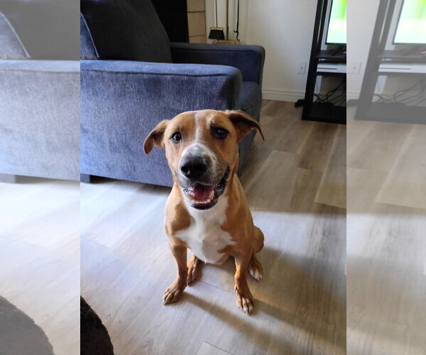 Medium Photo #1 Boxer-Redbone Coonhound Mix Puppy For Sale in Chandler, AZ, USA