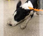 Small Border Collie