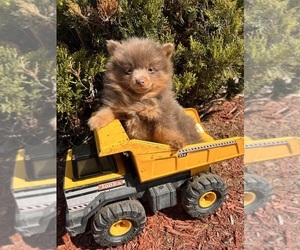 Pomeranian Puppy for sale in MIDDLEBURY, IN, USA