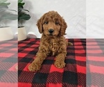 Small #4 Goldendoodle (Miniature)