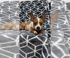 Pina - Female Dachshund Dog for Adoption - Photo #3
