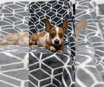 Small Photo #3 Dachshund Puppy For Sale in Weston, FL, USA