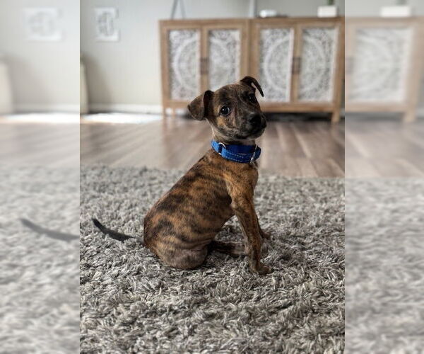 Medium Photo #11 Mutt Puppy For Sale in Brewster, NY, USA