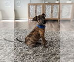 Small #10 Mutt