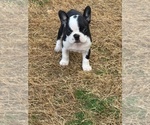 Puppy Lucy Faux Frenchbo Bulldog