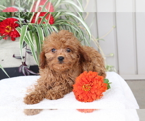 Cavalier King Charles Spaniel-Poodle (Toy) Mix Puppy for sale in SHILOH, OH, USA