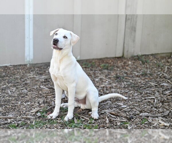 Medium Photo #1 Labrenees Puppy For Sale in Santa Cruz, CA, USA