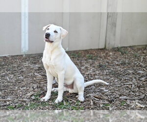 Labrenees Dogs for adoption in Santa Cruz, CA, USA